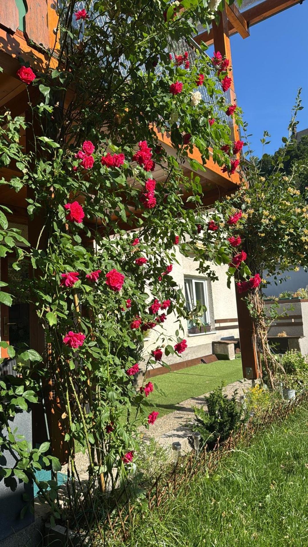 Apartment Steinadler Dog-friendly, Quiet, Garden House With Private Parking And Beautiful Views - Kertes Egy Araert *